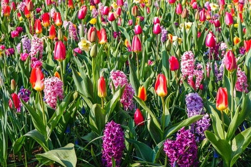 Tempat Wisata di Eropa Terpopuler - Keukenhof Garden